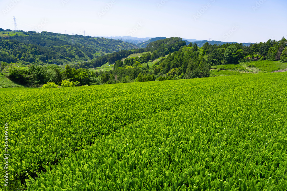 静岡県掛川市東山の茶畑