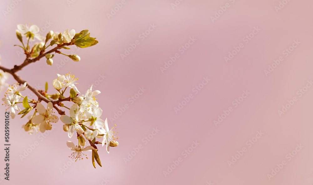 branch of cherry blossoms on a pink  sky background