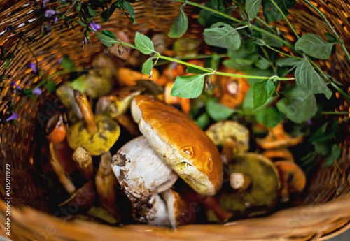 large fresh porcini mushrooms and forest herbs in a wicker basket