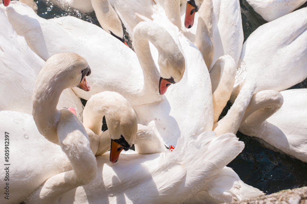 Obraz premium large cygnet flock of swans in a mountain lake