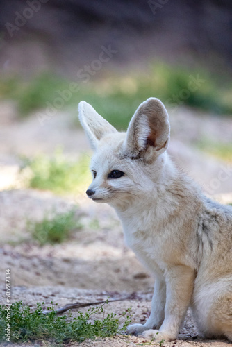 Canvas Print portrait of a fennec fox in an enclosure