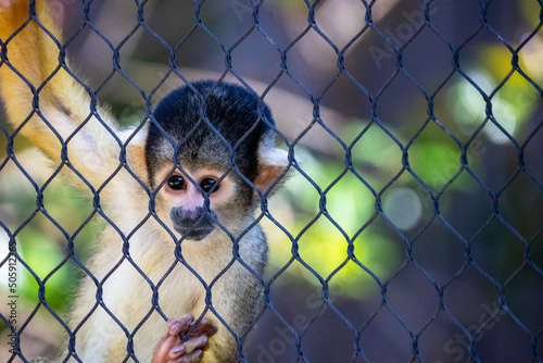 portrait of a squirrel monkey in a zoo Fototapet
