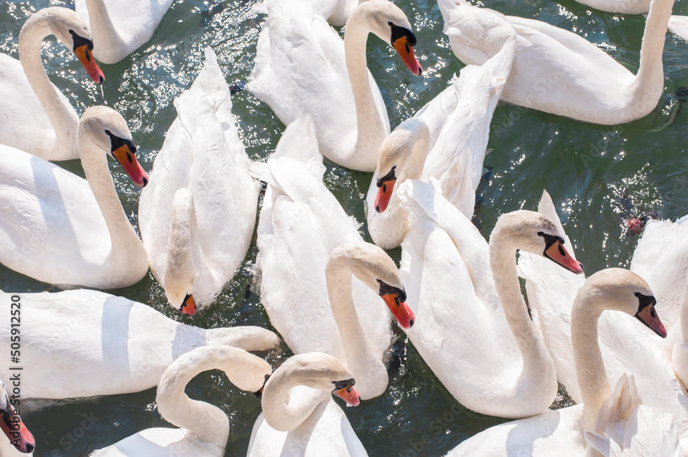 Obraz premium large cygnet flock of swans in a mountain lake