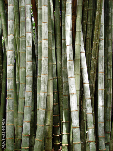 Giant bamboo background