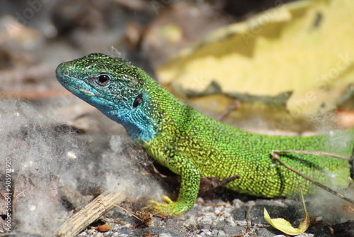 Detail of the green lizard
