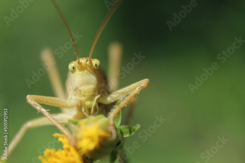 Yellow grasshopper peacefully sitting on a blade of grass