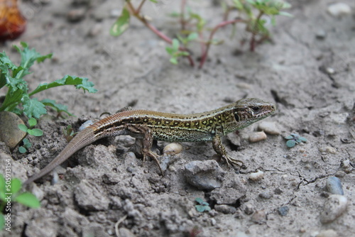 Sand lizard basking in garden