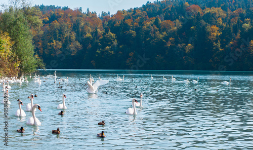 large cygnet flock of swans in a mountain lake