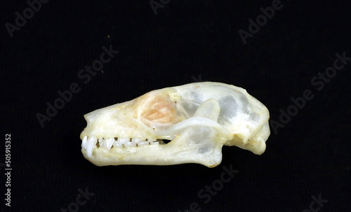 Bat skull isolated on black. Skull of Rousettus leschenaulti in profile closeup. Horror. Halloween. Taxidermy