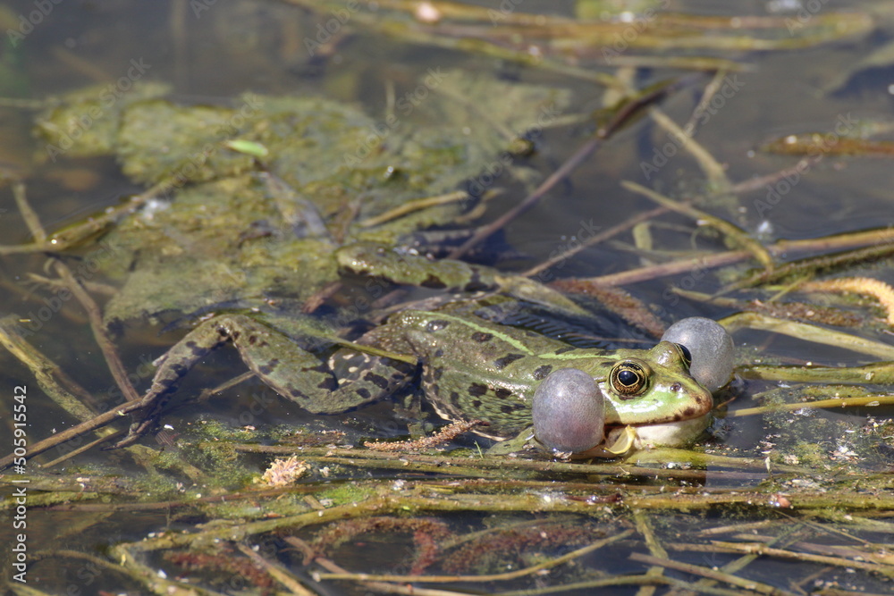 Φωτογραφία Male frog singing for females in the middle of the pond