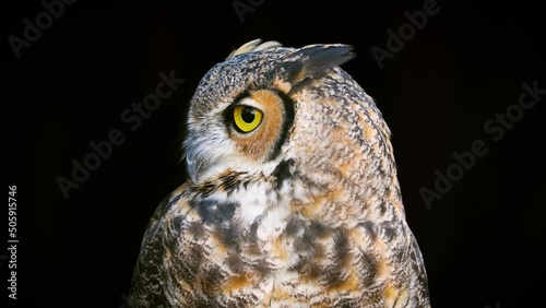 Beautiful Great Horned Owl in front of a black background photo