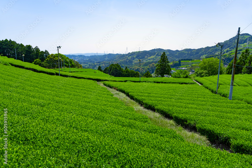 静岡県掛川市東山の茶畑