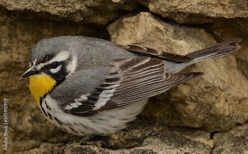 Yellow Throated Warbler photo