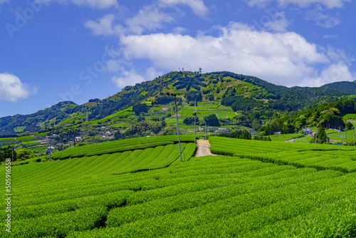 静岡県掛川市東山の茶畑