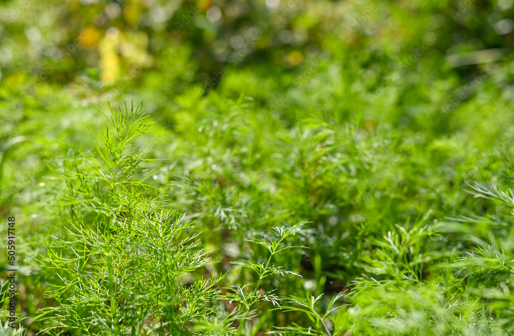 Fresh green dill and parsley grows in the garden, close-up 