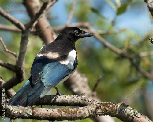 Black-billed Magpie