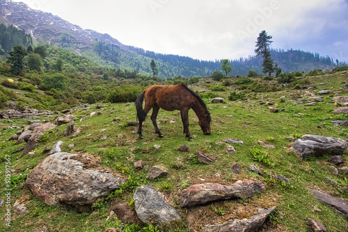 Horses during Kheer ganga trek, summit, Himachal Pradesh, India