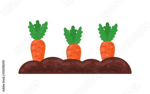 Vector vegetable garden isolated on a white background. Illustration of mature growing carrots in the garden on the garden bed. Carrot icon on the garden bed for gardening or farm.