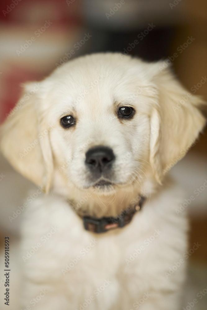 golden retriever puppy. Cute golden retriever puppy. golden retriever puppy. Cute golden retriever puppy.