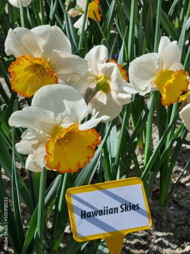 Closeup of a white and yellow narcissus at the freely accessible Polder tuin (Polder garden) of Anna Paulowna, North Holland, Netherlands photo