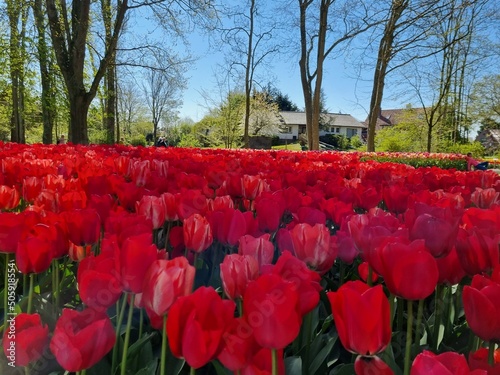 A large flower bed of bright red tulips in the Poldtuin (Polder Garden) of Anna Paulowna, North Holland, Netherlands