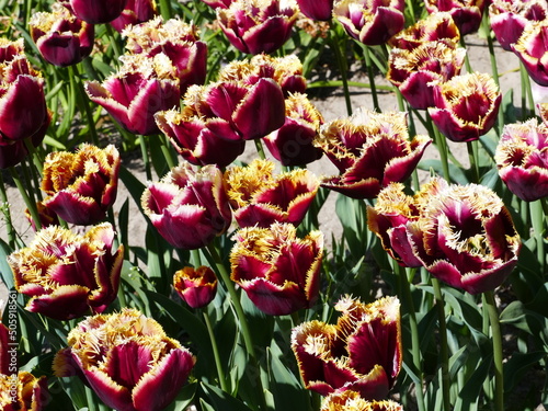 The freely accessible Poldertuin (Polder Garden) in Anna Paulowna, North Holland, Netherlands, attracts thousands of visitors every spring; here in the picture a cluster of fringed dark pink tulips photo