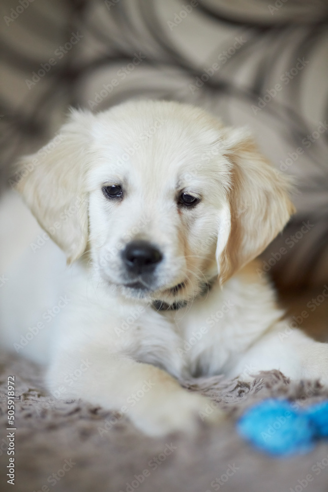 golden retriever puppy. Cute golden retriever puppy. 