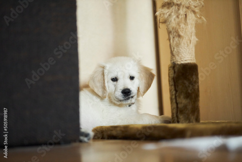 Fototapeta Naklejka Na Ścianę i Meble -  golden retriever puppy. Cute golden retriever puppy. 