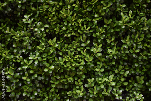 Green Foliage Dark Moody 