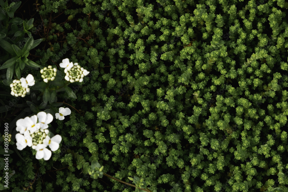 Flat lay of greenery. Background texture of green grass. Close up Flat lay of greenery. Background texture of green grass. Close up