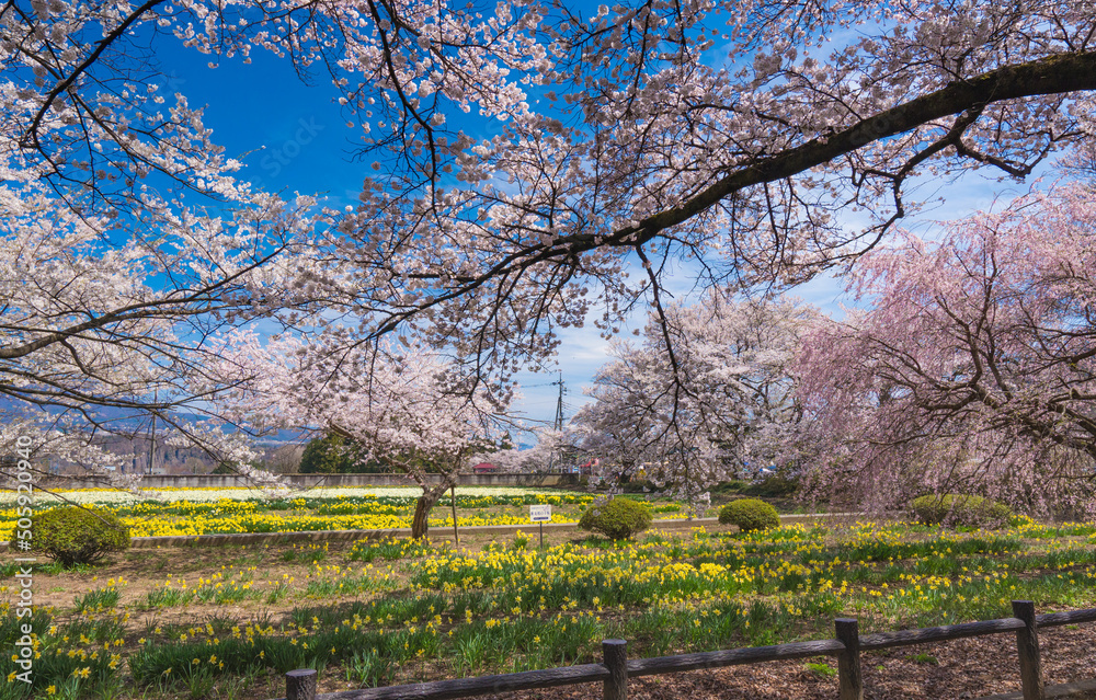 武川町の桜風景