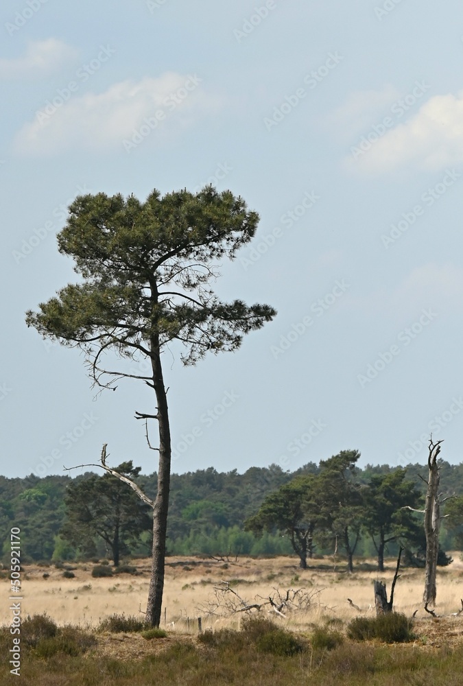 Fototapeta premium tree in the desert