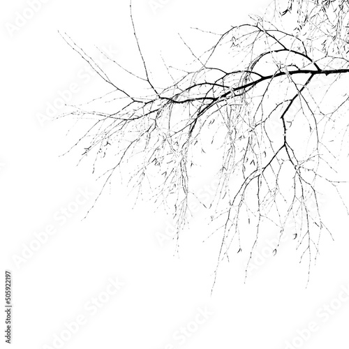Winter frozen tree branch Photo element s, Photoshop element , pine icy snow bra Fototapeta