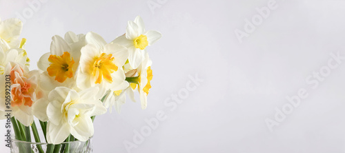 white daffodil on white background. Conceptual banner with narcissus with copy space