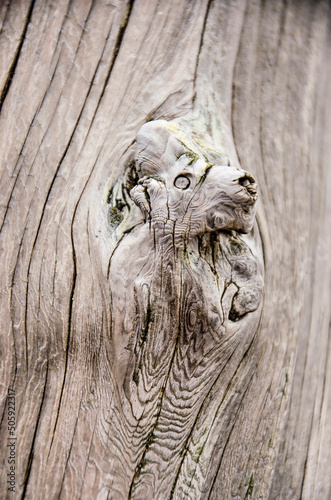 Картината върху платно rough piece of wood with a protrusion with a resemblance to the head of a horse