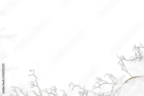 Winter frozen tree branch Photo overlays  Photoshop overlay  pine icy snow branch  png