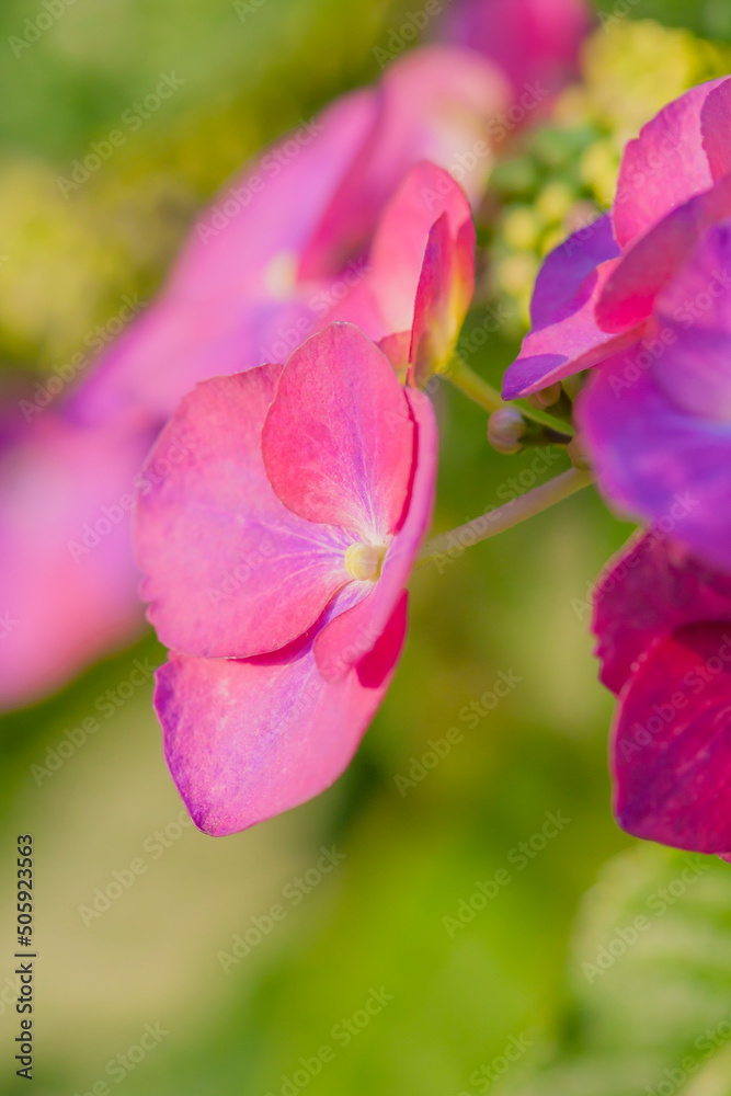 Naklejka premium 花 紫陽花 植物 淡い紫のアジサイ 淡い緑とアジサイ ピンクのアジサイ 白 あじさい