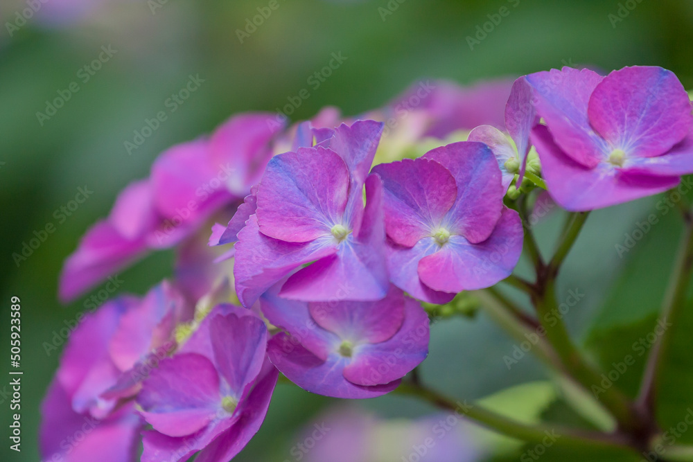 花　紫陽花　植物　淡い紫のアジサイ　淡い緑とアジサイ　ピンクのアジサイ　白　あじさい