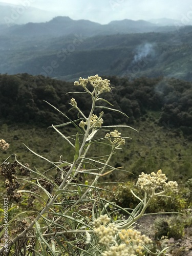 edelweiss flower photo