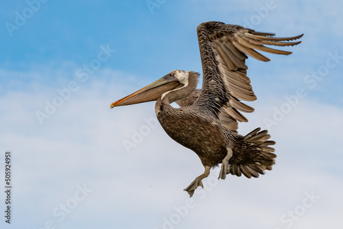 Brown pelican spreading its wings before landing