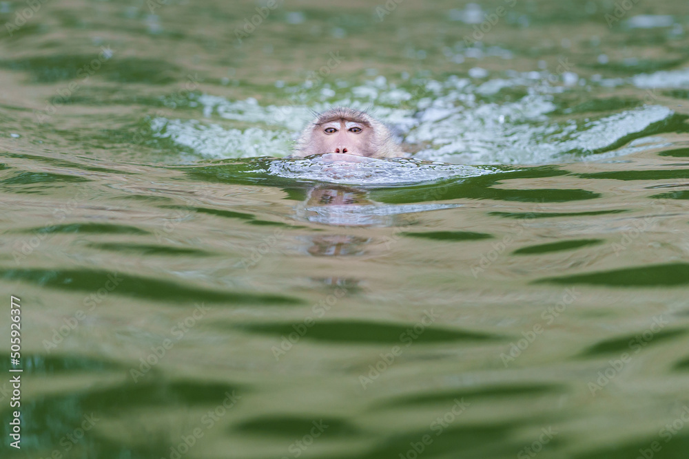 One monkey or Macaca was having enjoy swimming alone on the river, showing only his head and looking at Monkey Island, Kaeng Krachan National Park, Phetchaburi, Thailand. Leave space for text input. One monkey or Macaca was having enjoy swimming alone on the river, showing only his head and looking at Monkey Island, Kaeng Krachan National Park, Phetchaburi, Thailand. Leave space for text input.