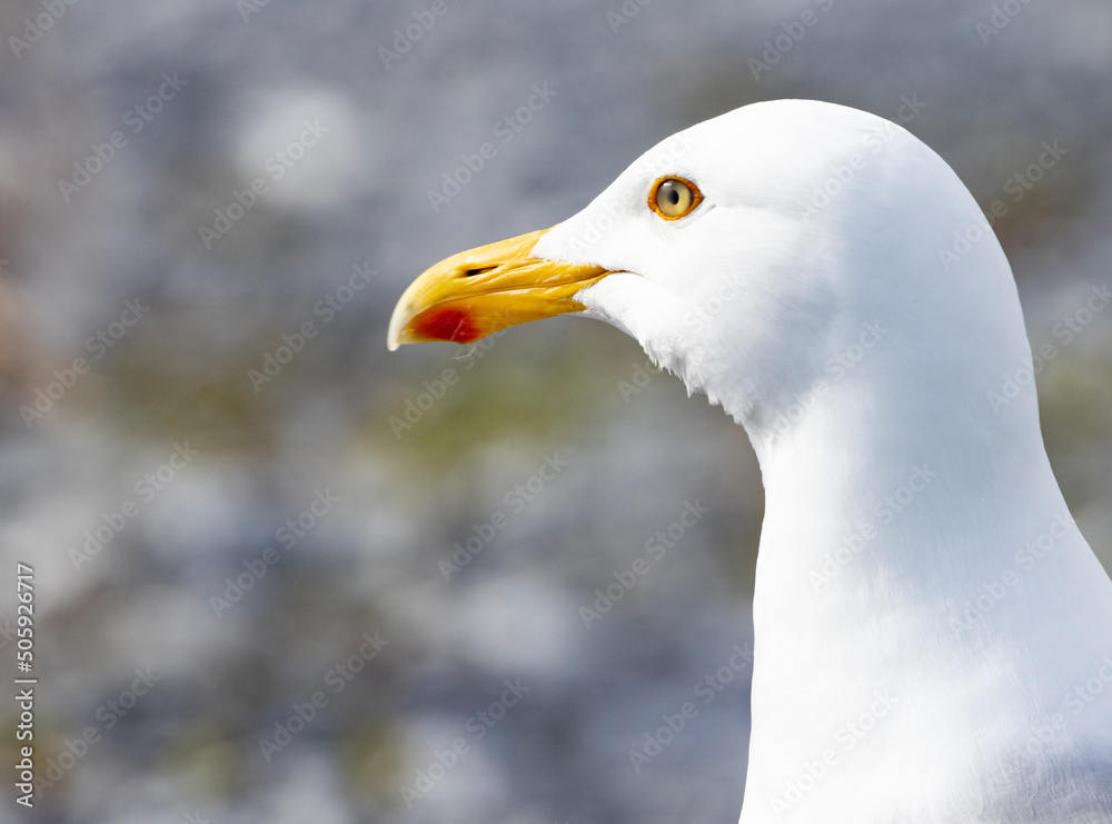 The herring gull,Northern Norway,scandinavia,Europe The herring gull,Northern Norway,scandinavia,Europe