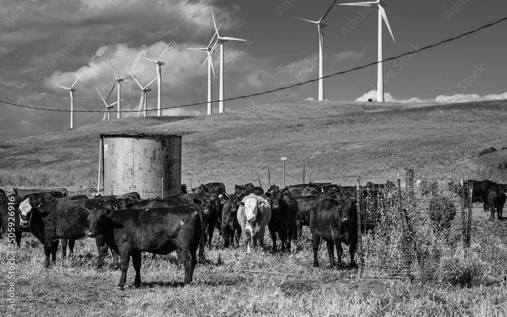 Εκτύπωση καμβά Pasture Management Shiloh Wind Farm California