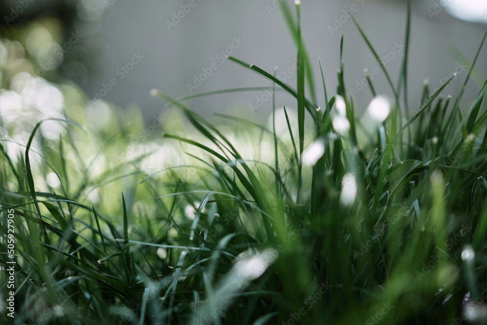 green grass on a summer day