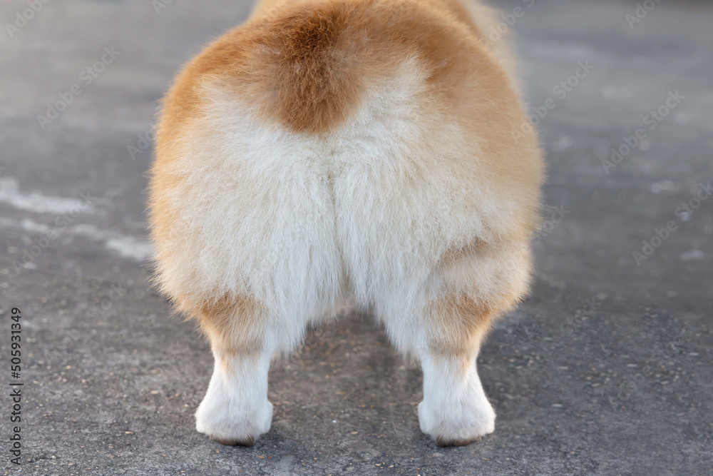 Fluffy Pembroke Welsh Corgi Dog Butts Stock Photo Adobe Stock