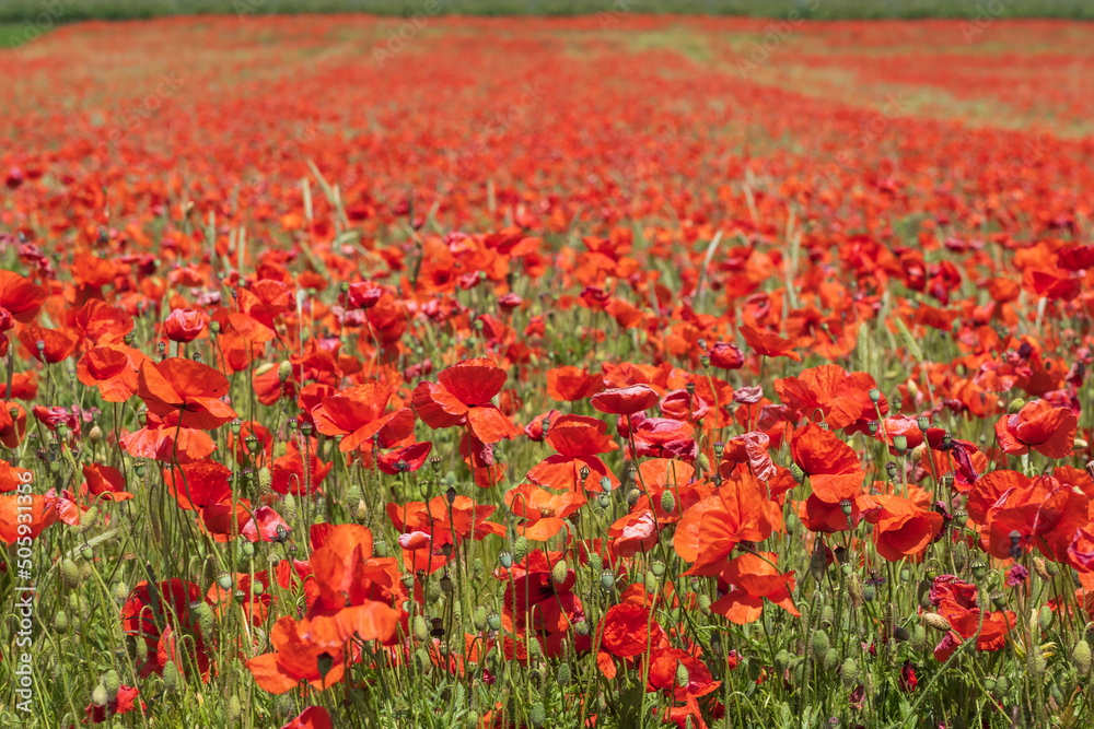 View of a field with bright red flowering corn poppies in Rhineland-Palatinate/Germany