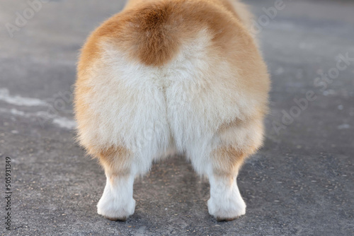 Tablou pe pânză Fluffy Pembroke Welsh Corgi Dog Butts