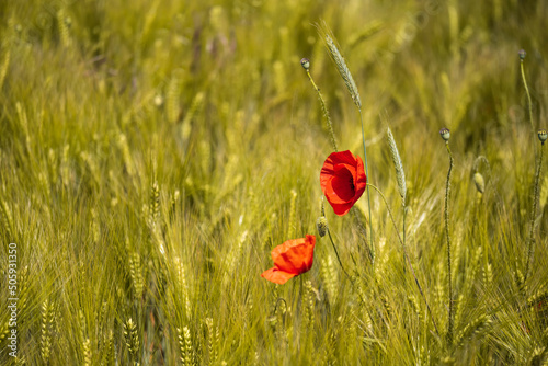 View of a bright red poppy flower in a grain field in Rhineland-Palatinate/Germany