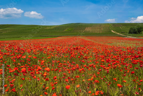 View of a field with bright red flowering corn poppies in Rhineland-Palatinate/Germany