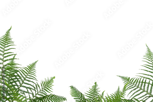 Fern Photo Overlays, shooting through branches, tree, green, forest, Photoshop Overlays, png photo
